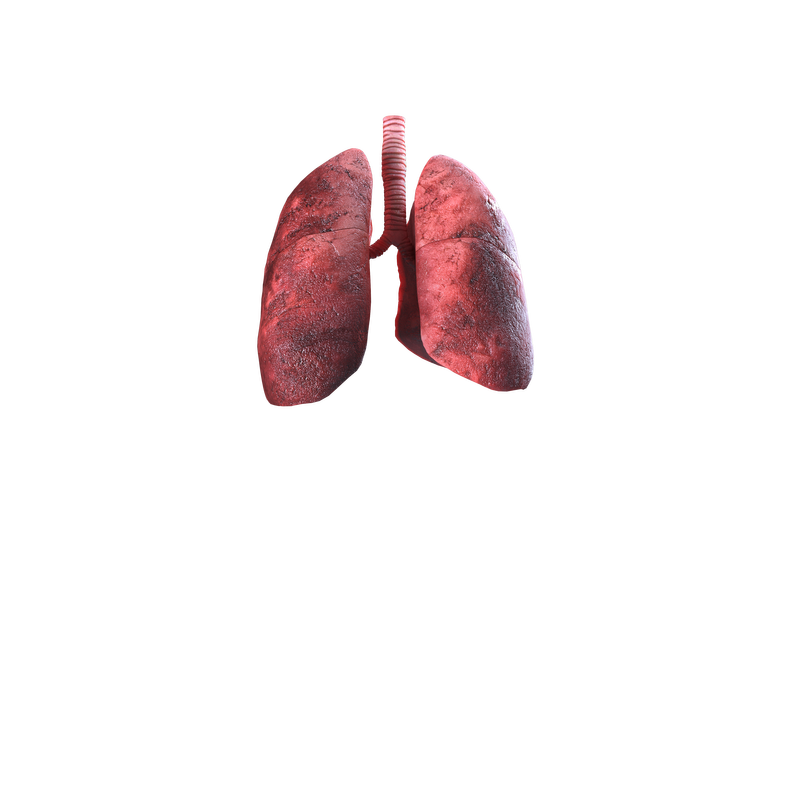 Lungs